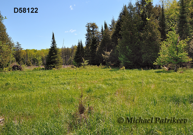 Wetland in Wolf Grove Preserve, Lanark County, Ontario, Canada